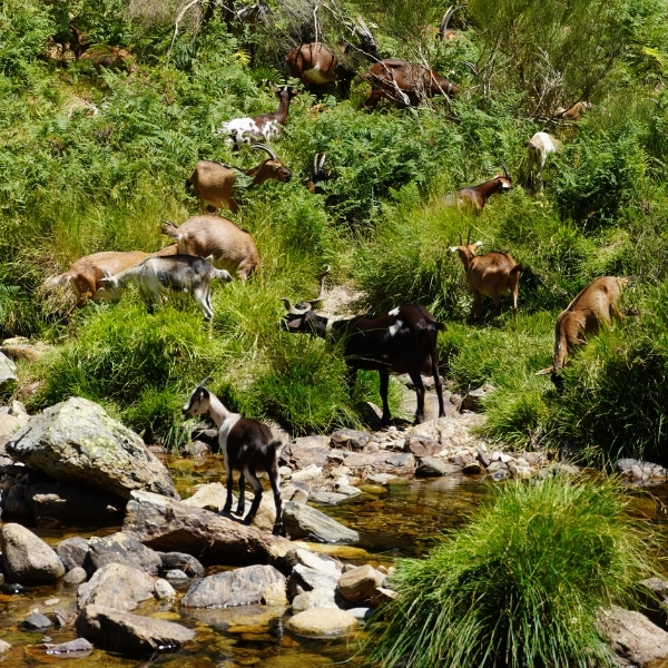Shepherd's Walk